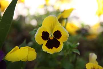 بهار دانشگاه 1399